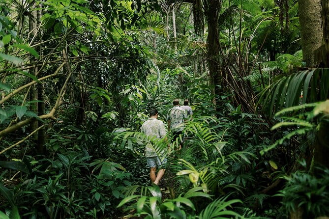 Cloud Forest Sanctuary Jungle Tour - Why Choose This Tour?
