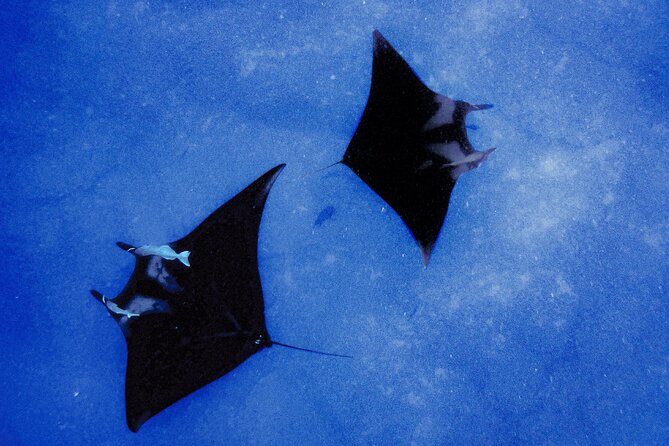 Kona's Magical Manta Ray Night Snorkel: Small-Group Eco-Tour - How It Compares to Similar Experiences