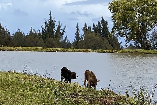 Waipi’o on Horseback: Mountain Ocean Views Working Cattle Ranch - Frequently Asked Questions