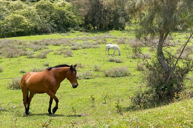 Waipi’o on Horseback: Mountain Ocean Views Working Cattle Ranch - Final Thoughts