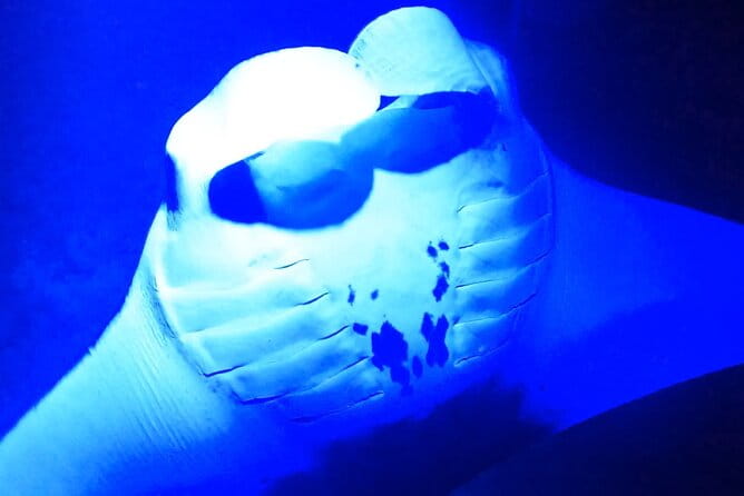 Manta Ray Night Snorkeling Adventure in Kailua-Kona - Practical Tips for Participants