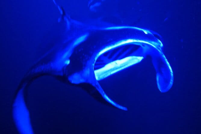 Manta Ray Night Snorkeling Adventure in Kailua-Kona - What Makes It Special