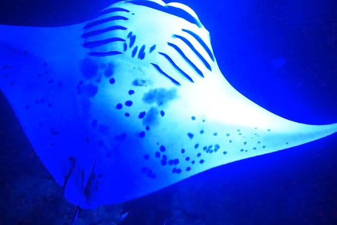 Manta Ray Night Snorkeling Adventure in Kailua-Kona - Who Should Consider This Tour?