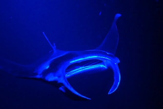 Manta Ray Night Snorkeling Adventure in Kailua-Kona - FAQ