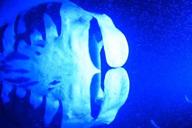 Manta Ray Night Snorkeling Adventure in Kailua-Kona - The Sum Up
