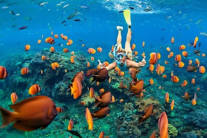 Kona Wild Dolphin, Sea Cave & Captain Cook Reef Snorkel Adventure - Who Would Love This Tour?
