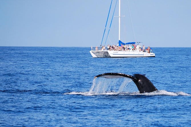 Wake Up With the Whales Cruise from Anaeho'omalu Bay - Who Will Love This Tour?