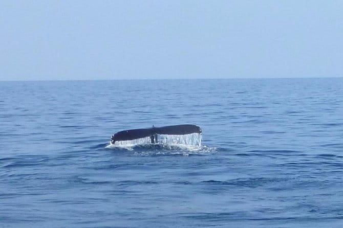 Wake Up With the Whales Cruise from Anaeho'omalu Bay - Authentic Testimonials