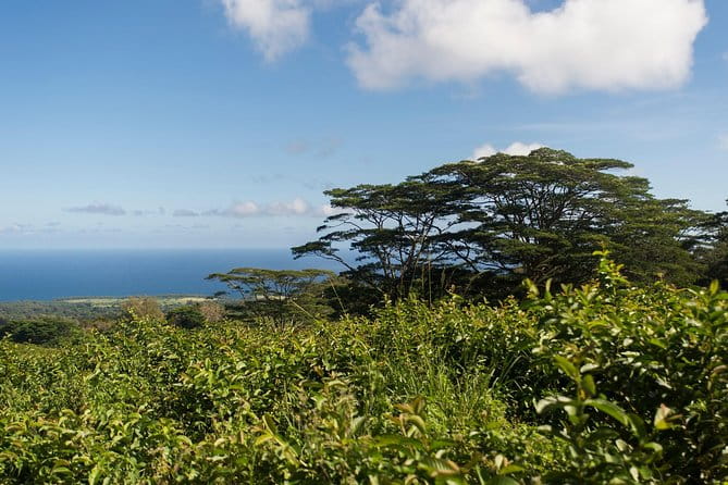 Big Island Kohala Canopy Zipline Adventure - The Sum Up