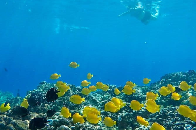 Small Group Snorkeling Expedition South Kona - Frequently Asked Questions