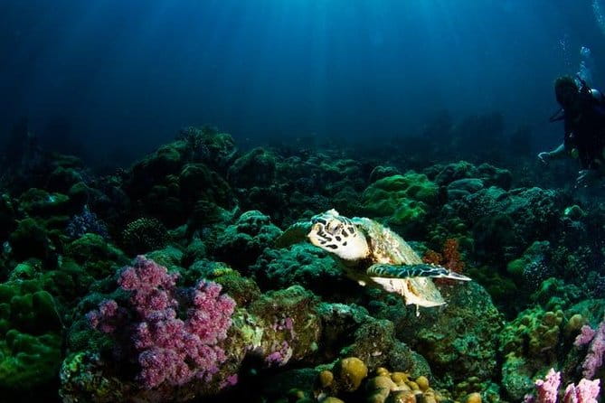 Small Group Snorkeling Expedition South Kona - The Bottom Line: Who Should Book This Tour?