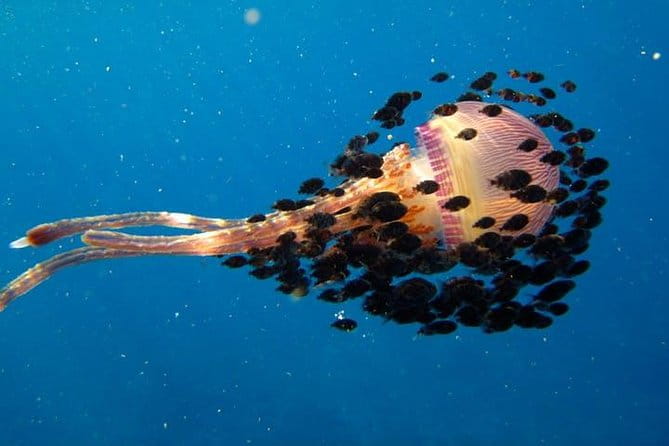 Deluxe Morning Snorkeling Adventure - The Guides and Crew: Why They Make a Difference