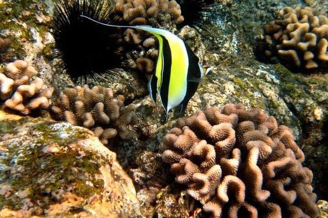 Deluxe Morning Snorkeling Adventure - Is This Tour Worth the Price?