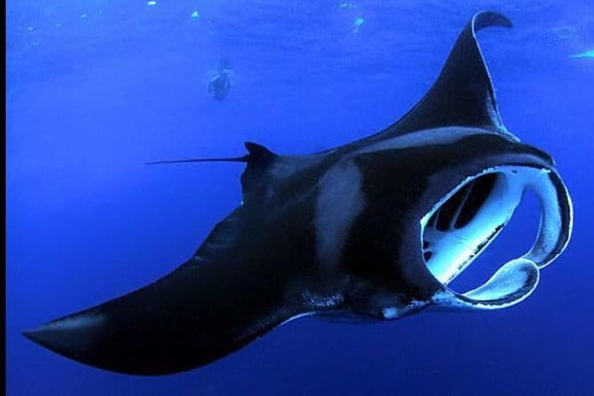 Big Island Manta Ray Night Snorkel - What Is the Big Island Manta Ray Night Snorkel?