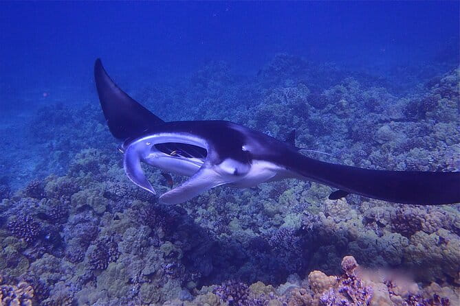 Big Island Manta Ray Night Snorkel - Equipment and Comfort