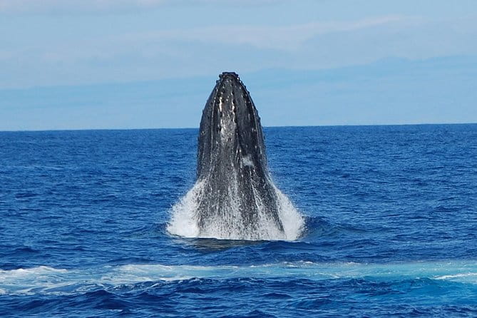 Whale Watching On The Big Island - Why the Price Reflects Good Value