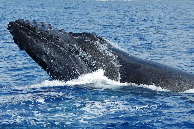Whale Watching On The Big Island - The Reality of Wildlife Encounters