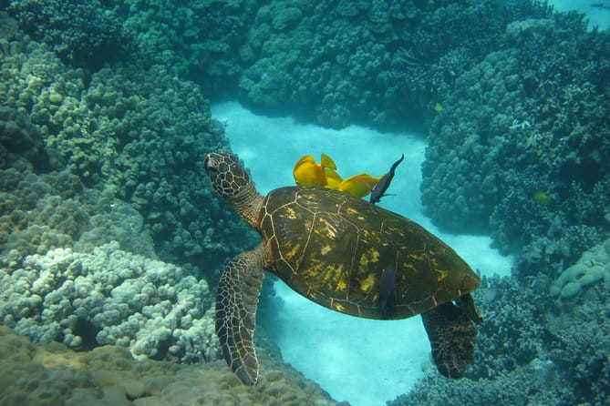 Snorkel Tour to Captain Cook Monument Kailua-Kona, Big Island - Perfect for