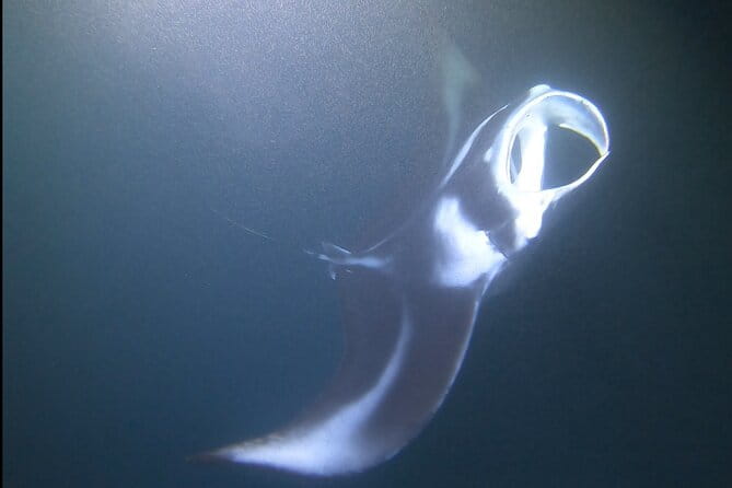 Manta Ray Night Snorkel at Kona, Big Island - Why Travelers Recommend It