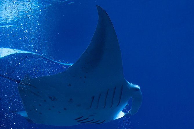 Manta Ray Night Snorkel at Kona, Big Island - The Value for the Money
