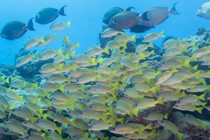 Kauai's Ultimate Discover Scuba Dive - OCEAN EXPERIENCE (1 Tank Dive) - FAQ