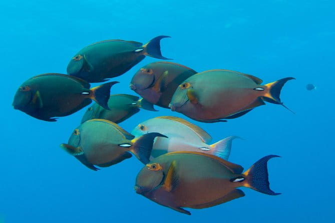 Kauai's Ultimate Discover Scuba Dive - OCEAN EXPERIENCE (1 Tank Dive) - Final Thoughts