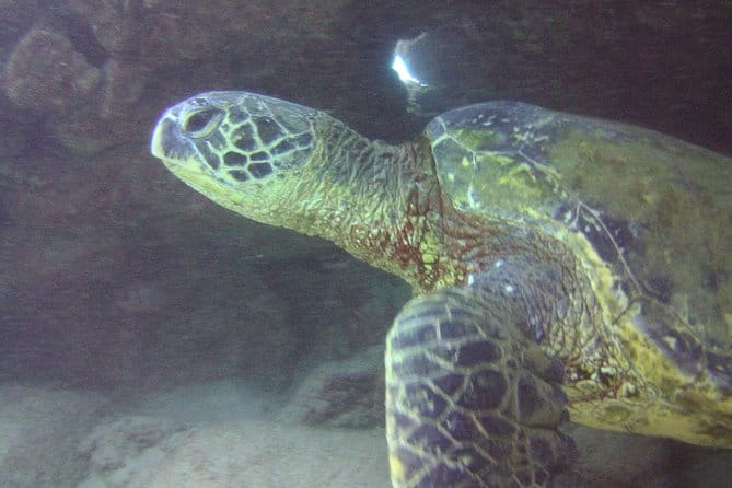 Kauai's Ultimate Discover Scuba Dive - OCEAN EXPERIENCE (1 Tank Dive) - Who Is This Tour Ideal For?