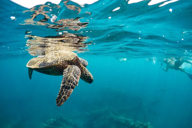 Maui to Lanai Semi-Private Eco Raft Snorkel & Dolphin Tour - The Sum Up