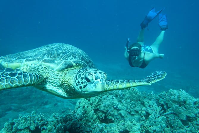 Clear Bottom Kayak and Snorkel Tour at Turtle Town, Makena - Final Thoughts: Who Will Love This Tour?
