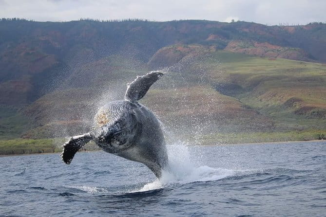 Ultimate 2 Hour Exclusive VIP Whale Watch Tour - Pricing and Value