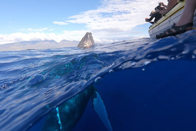 Ultimate 2 Hour Exclusive VIP Whale Watch Tour - Who Should Consider This Tour?