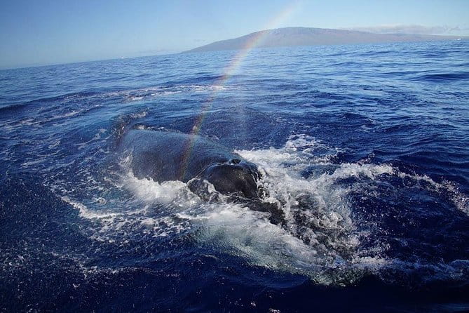 Ultimate 2 Hour Exclusive VIP Whale Watch Tour - What You Need to Know Before Booking