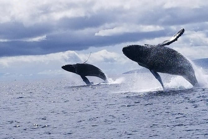Ultimate Whale Watch, 2 Hour (Lahaina) Raft Style - Value for Money