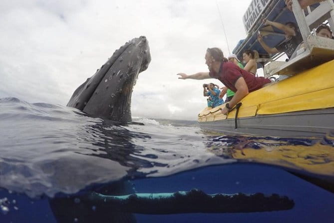 Ultimate Whale Watch, 2 Hour (Lahaina) Raft Style - Weather and Cancellation Policy