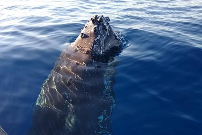 Ultimate Whale Watch, 2 Hour (Lahaina) Raft Style - The Experience of a Small Raft