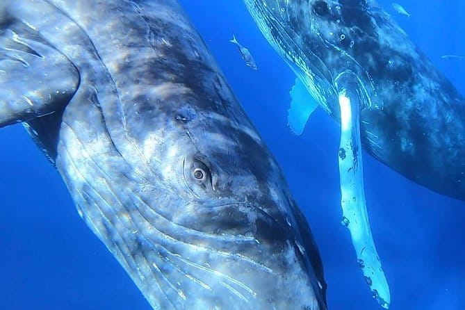 Ultimate Whale Watch, 2 Hour (Lahaina) Raft Style - The Guides and Crew