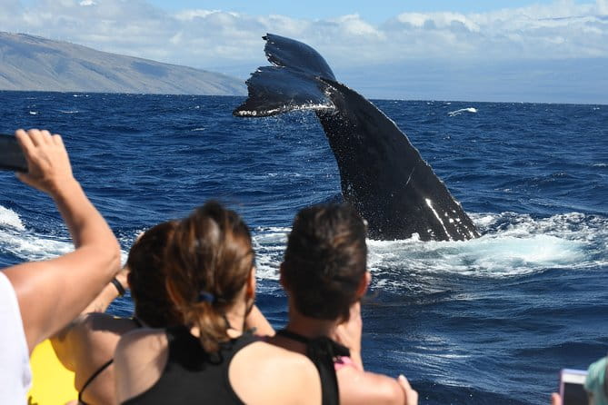 Ultimate Whale Watch, 2 Hour (Lahaina) Raft Style - Who Should Consider This Tour?
