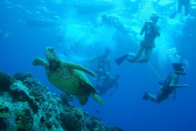 Maui Snorkeling Molokini Crater and Turtle Town - Considering the Cost and Value
