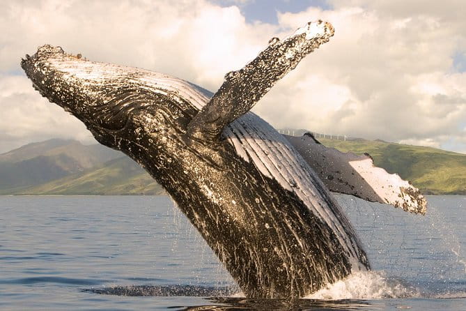 Whale Watching from Ma'alaea Harbor - Who Will Enjoy This Tour?