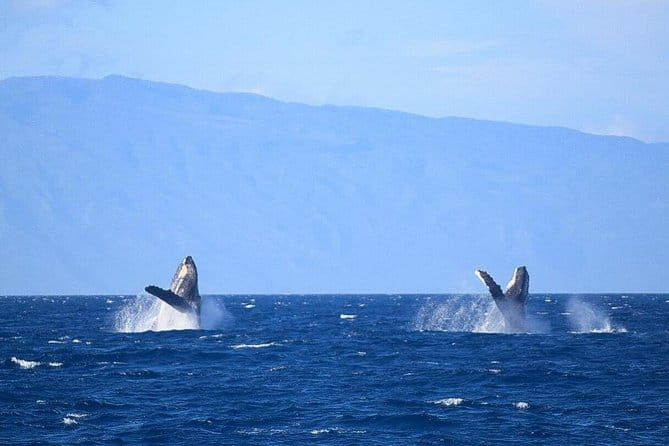 Whale Watching from Ma'alaea Harbor - FAQ: Your Common Questions Answered