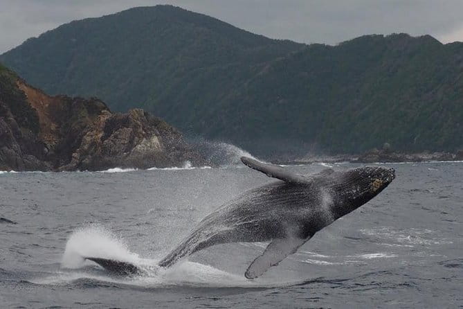 Whale Watching from Ma'alaea Harbor - Wrapping It Up