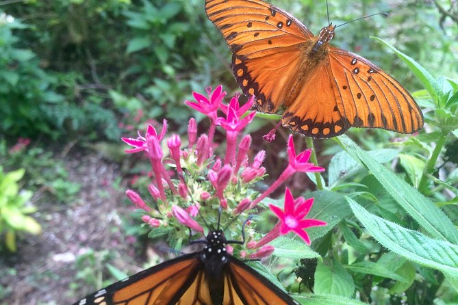 The Maui Butterfly Farm Tour - The Sum Up: Who Will Love This Experience?