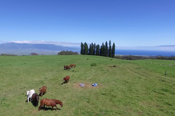 Best Haleakala Downhill Self-Guided Bike Tour with Maui Sunriders - The Sum Up