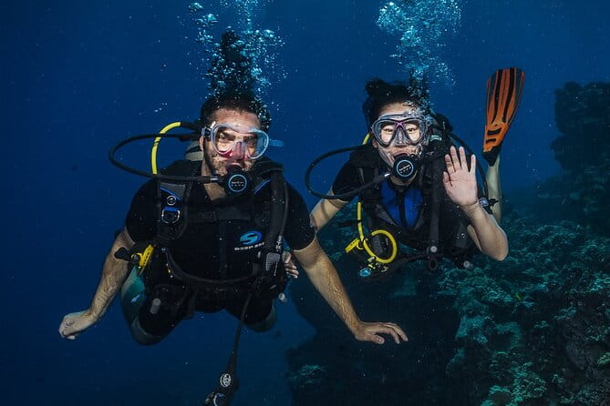Small-Group Shark and Turtle Dive for Certified Divers - The Marine Life: What You Might See