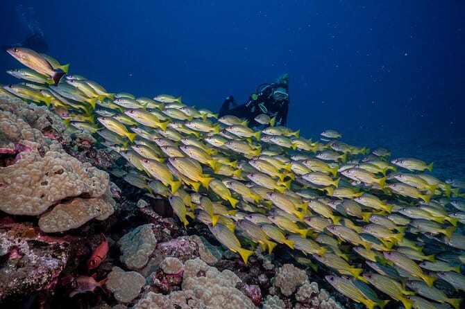 Small-Group Shark and Turtle Dive for Certified Divers - The Dive Itself: What Can You Expect?