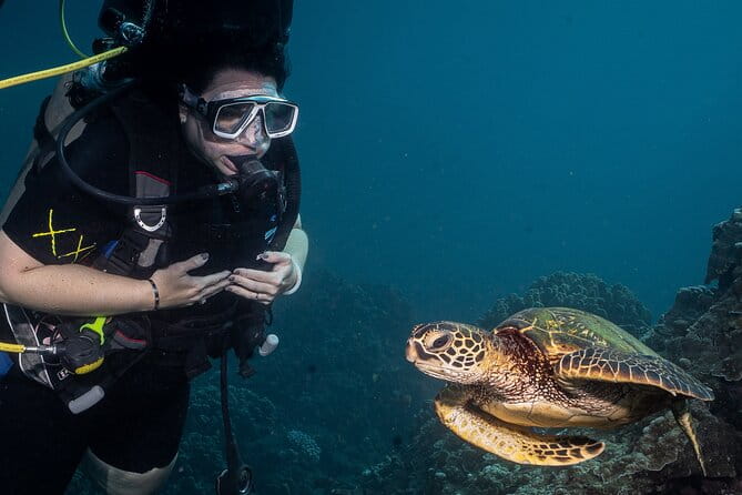 Small-Group Shark and Turtle Dive for Certified Divers - The Value of This Experience