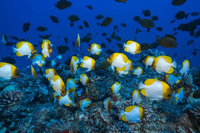 Molokini Crater Snorkeling Adventure - The Crew and Customer Experience