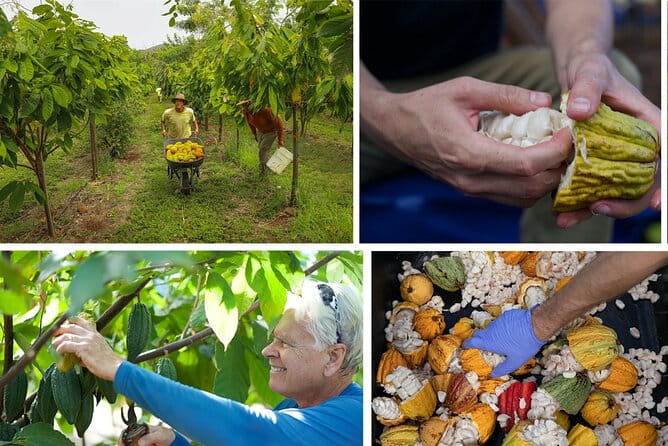 Lahaina: Maui Ku'ia Estate Guided Cacao Farm Tour and Tasting - The Tasting: Chocolate in a Treehouse?