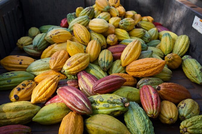Lahaina: Maui Ku'ia Estate Guided Cacao Farm Tour and Tasting - Authentic Experiences and Positive Feedback