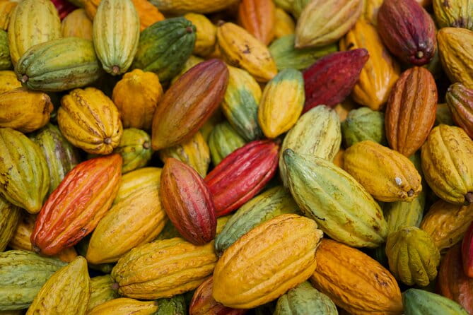 Lahaina: Maui Ku'ia Estate Guided Cacao Farm Tour and Tasting - The Sum Up: Is This Tour for You?